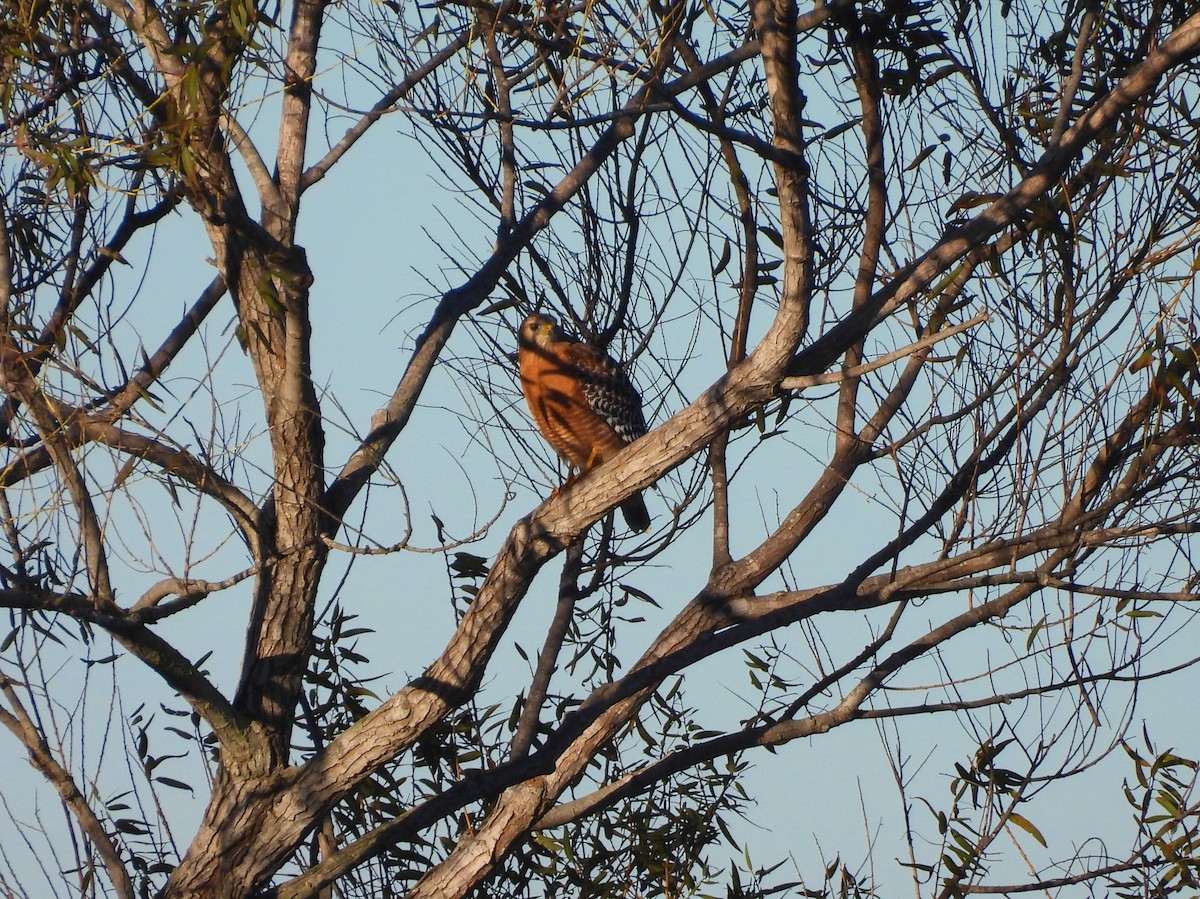 Красноплечий канюк - ML647894137