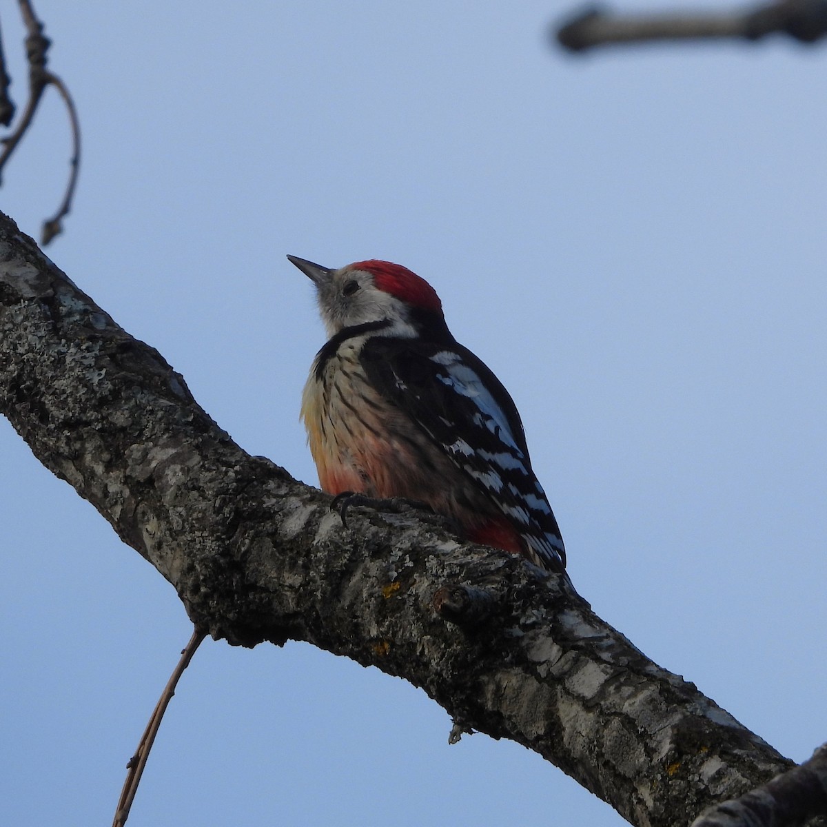 Средний пёстрый дятел - ML647894142