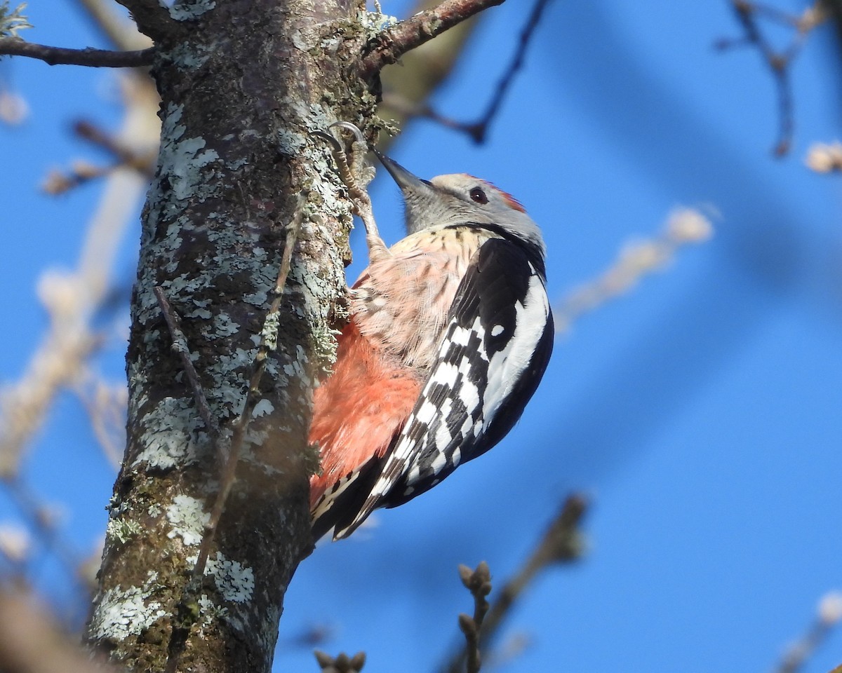 Средний пёстрый дятел - ML647894143