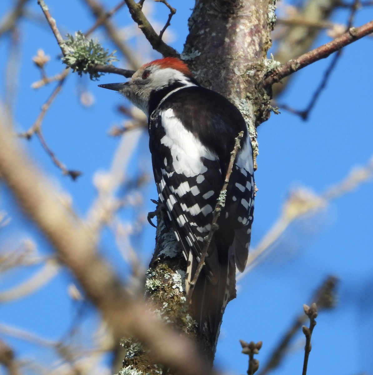 Средний пёстрый дятел - ML647894144