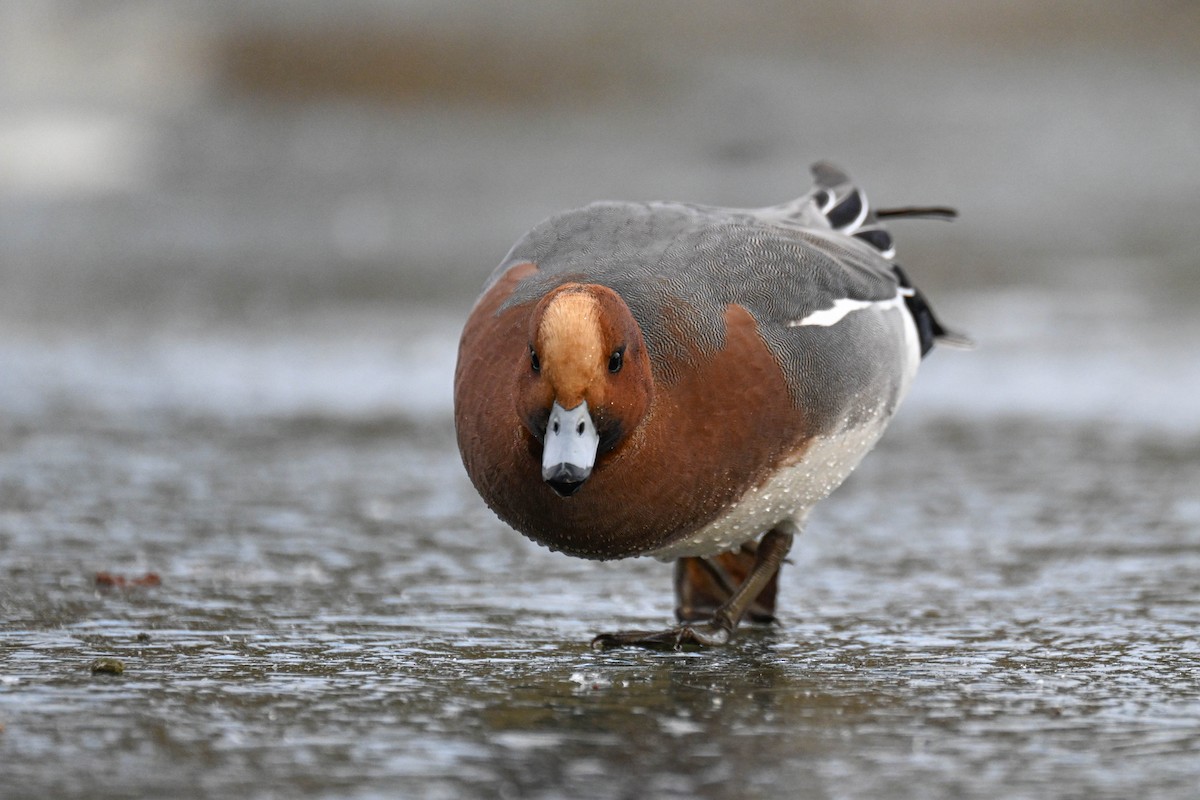 Свиязь - ML647894145