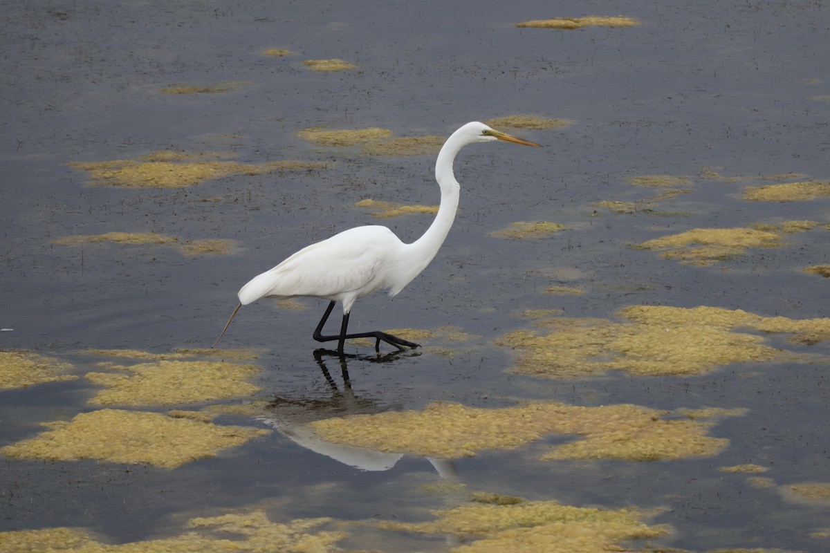 Большая белая цапля - ML647894148