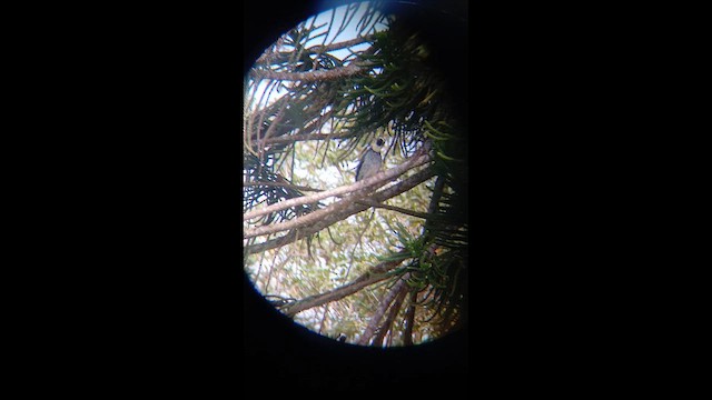 Acorn Woodpecker - ML647894155