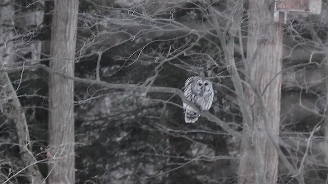 Barred Owl - ML647894178
