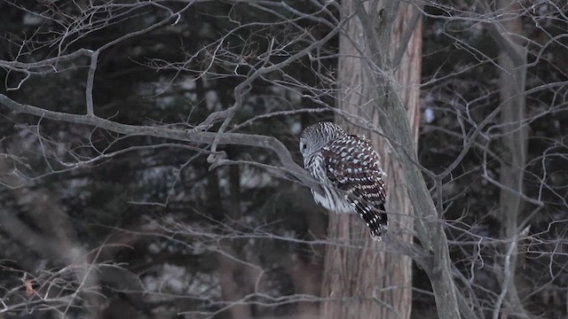 Barred Owl - ML647894179