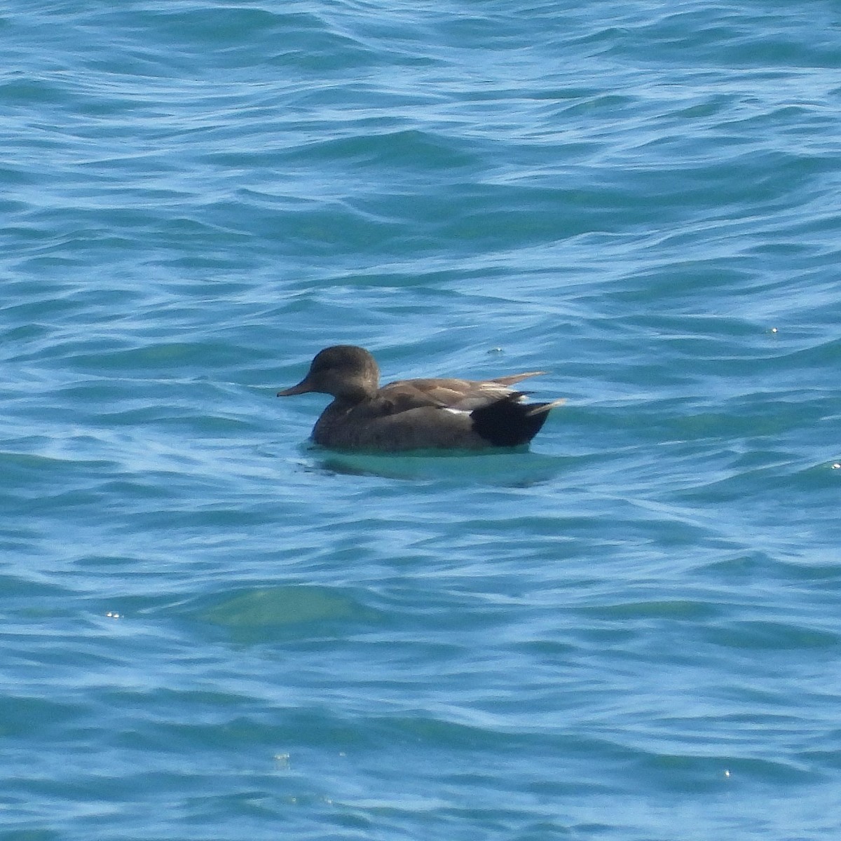 Ipar-ahatea - ML647894183