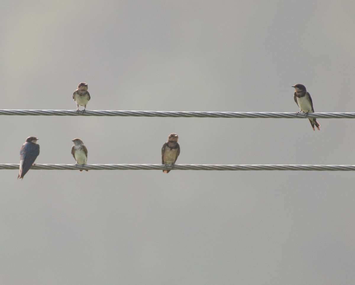 Ластівка сільська - ML647894266