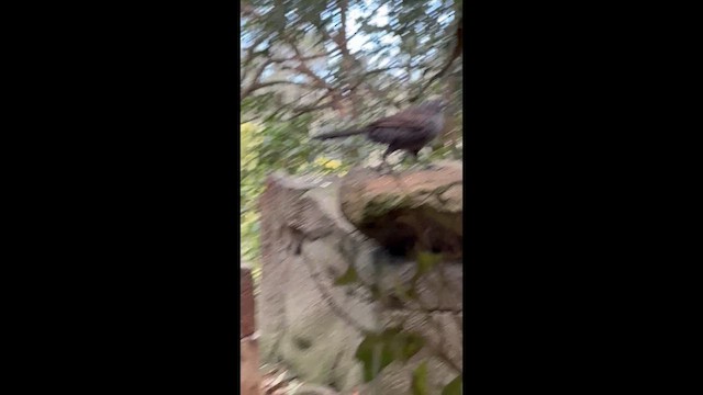 Apostlebird - ML647894291