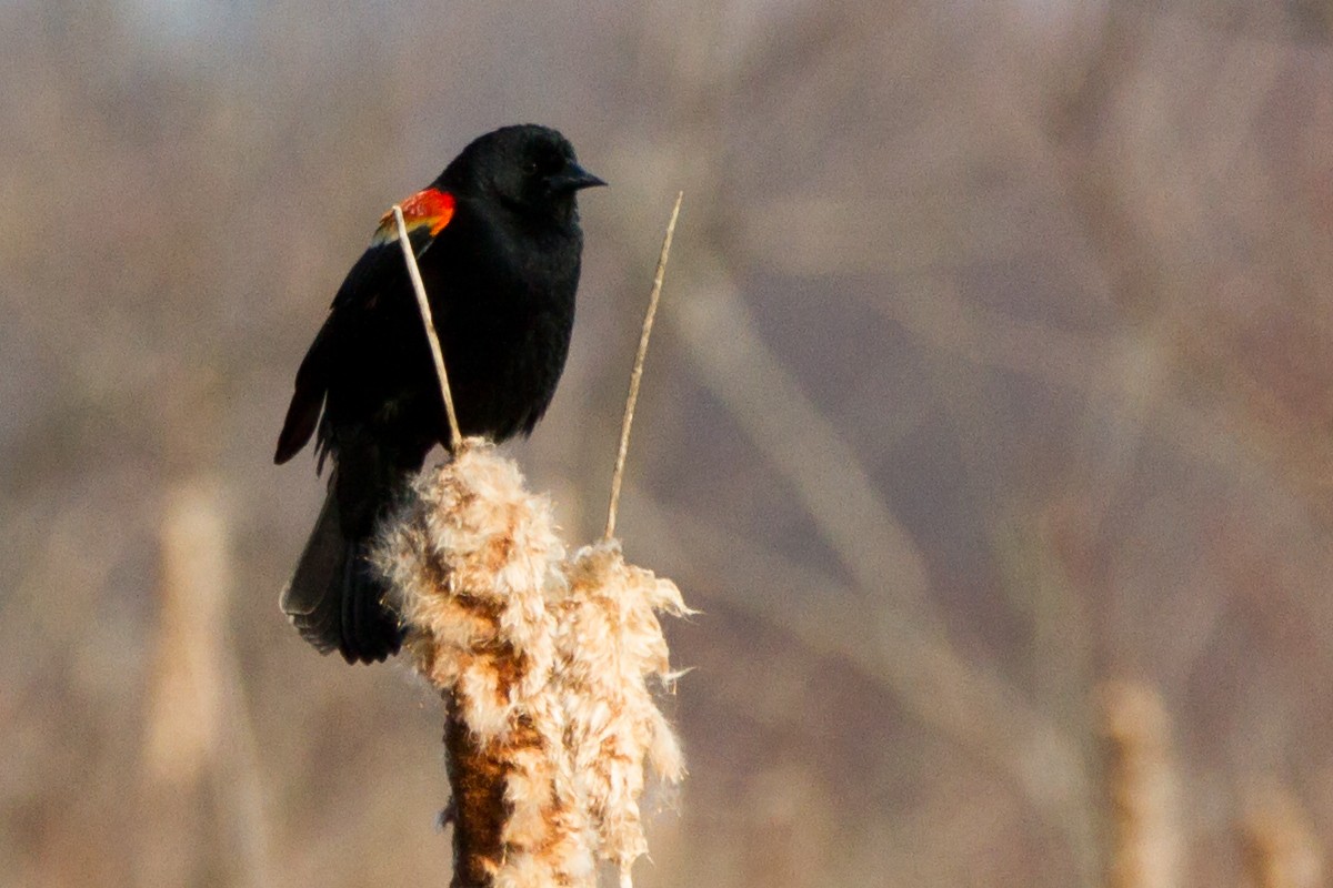 Red-winged Blackbird - ML647894315