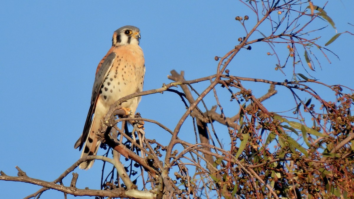 Cernícalo Americano - ML647894387