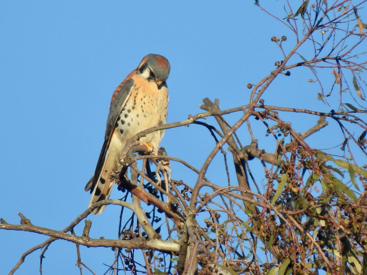 Cernícalo Americano - ML647894404