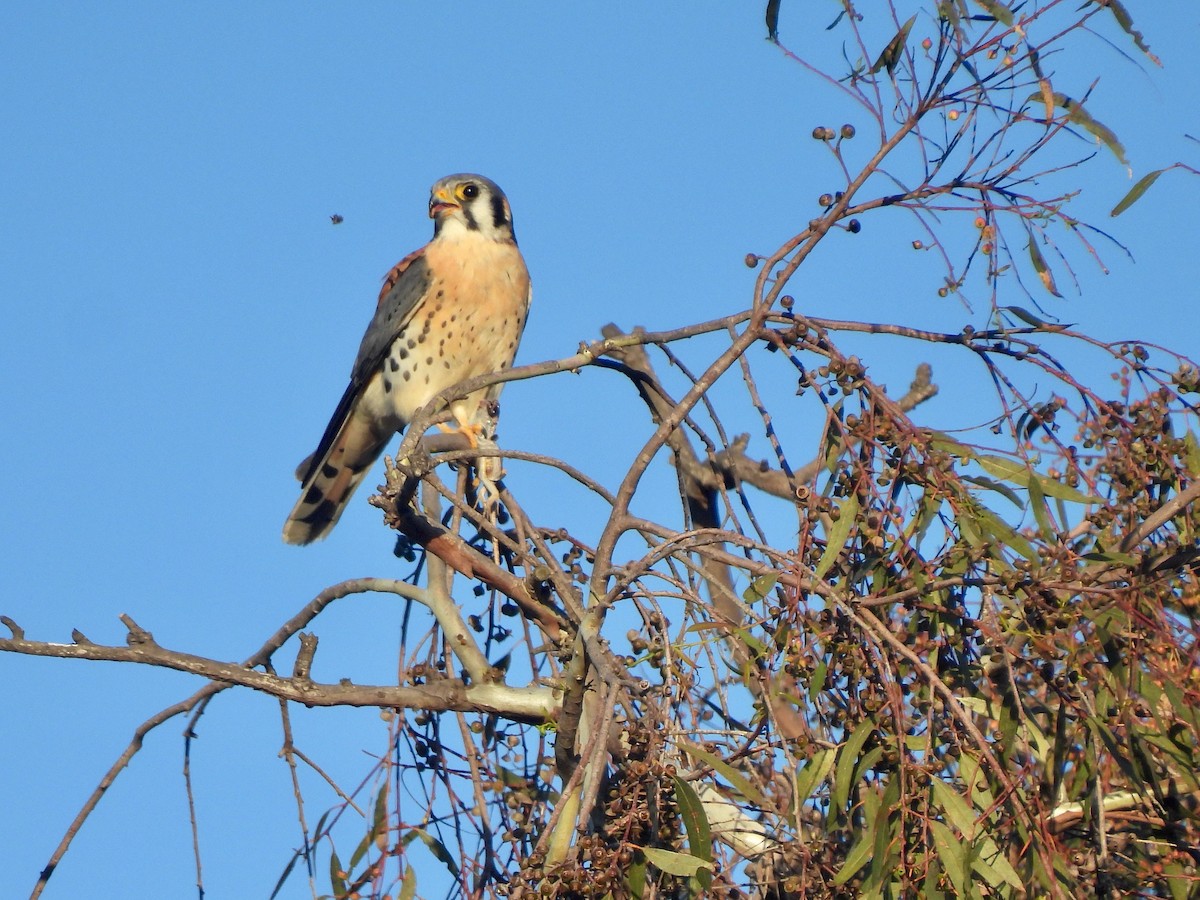 Cernícalo Americano - ML647894421