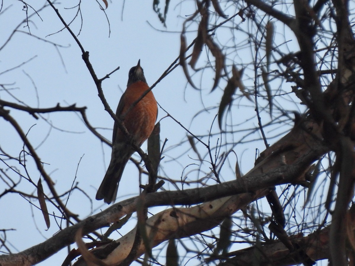 Zorzal Americano - ML647894433