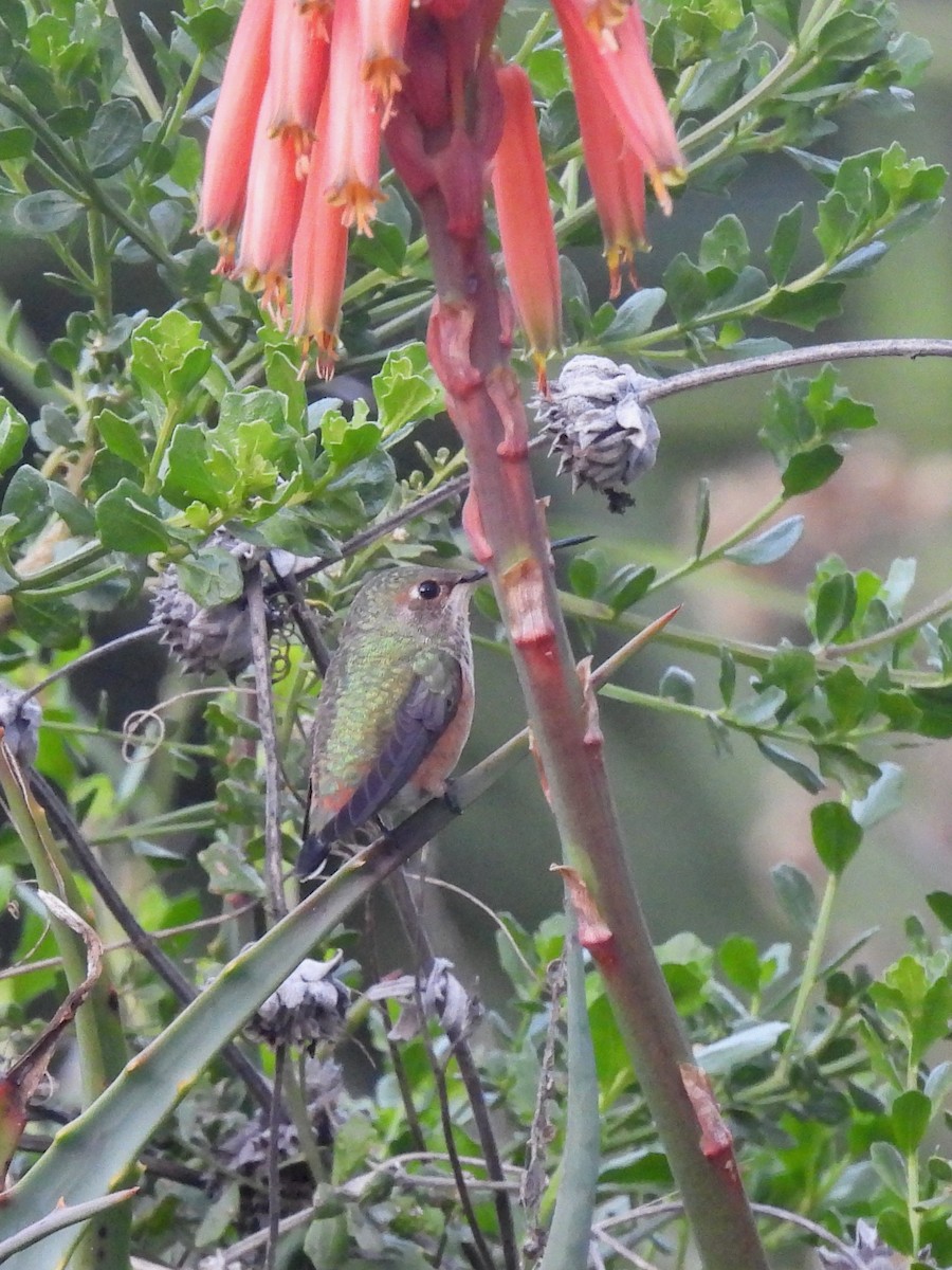 Colibrí de Allen - ML647894436