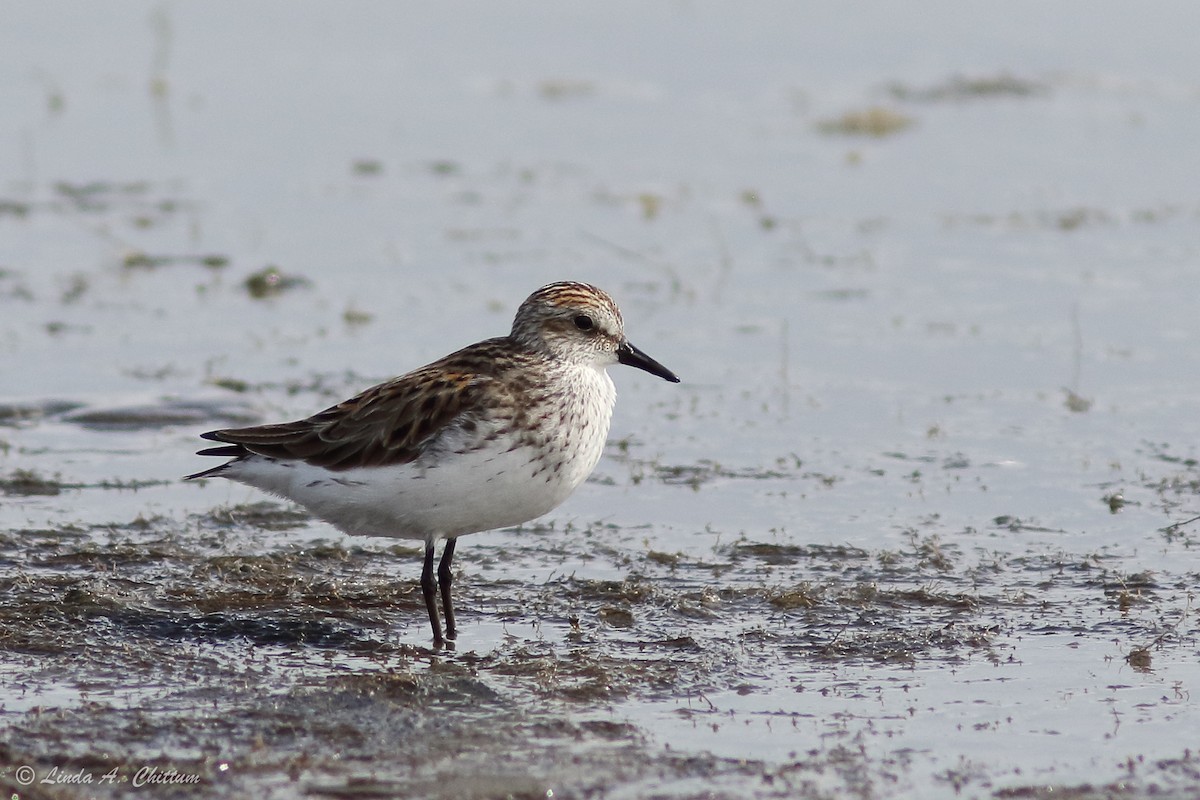 Semipalmated Sandpiper - ML647894474