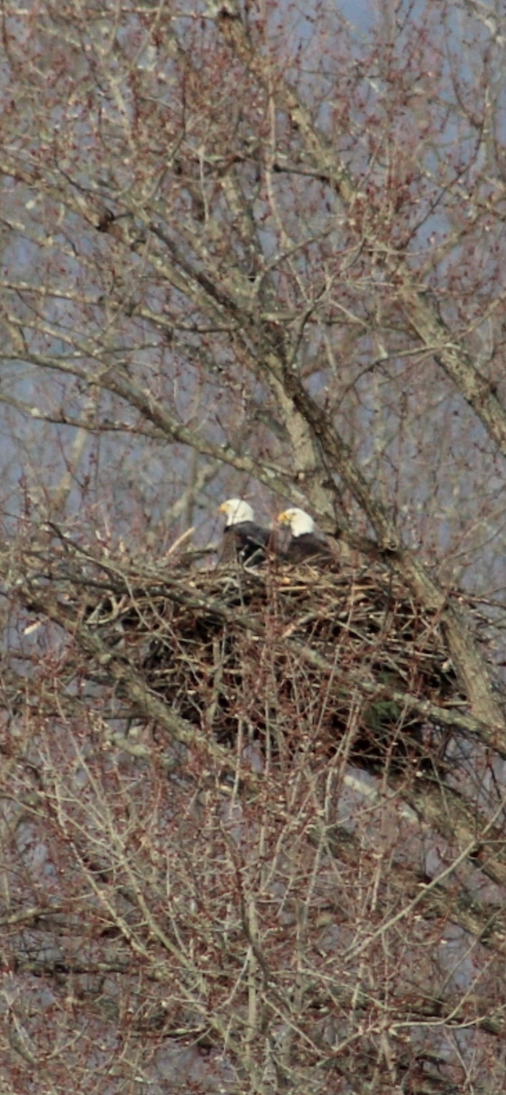 Орлан білоголовий - ML647894523