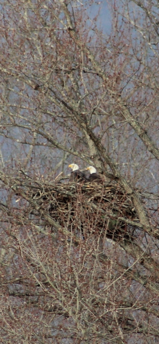 Орлан білоголовий - ML647894524