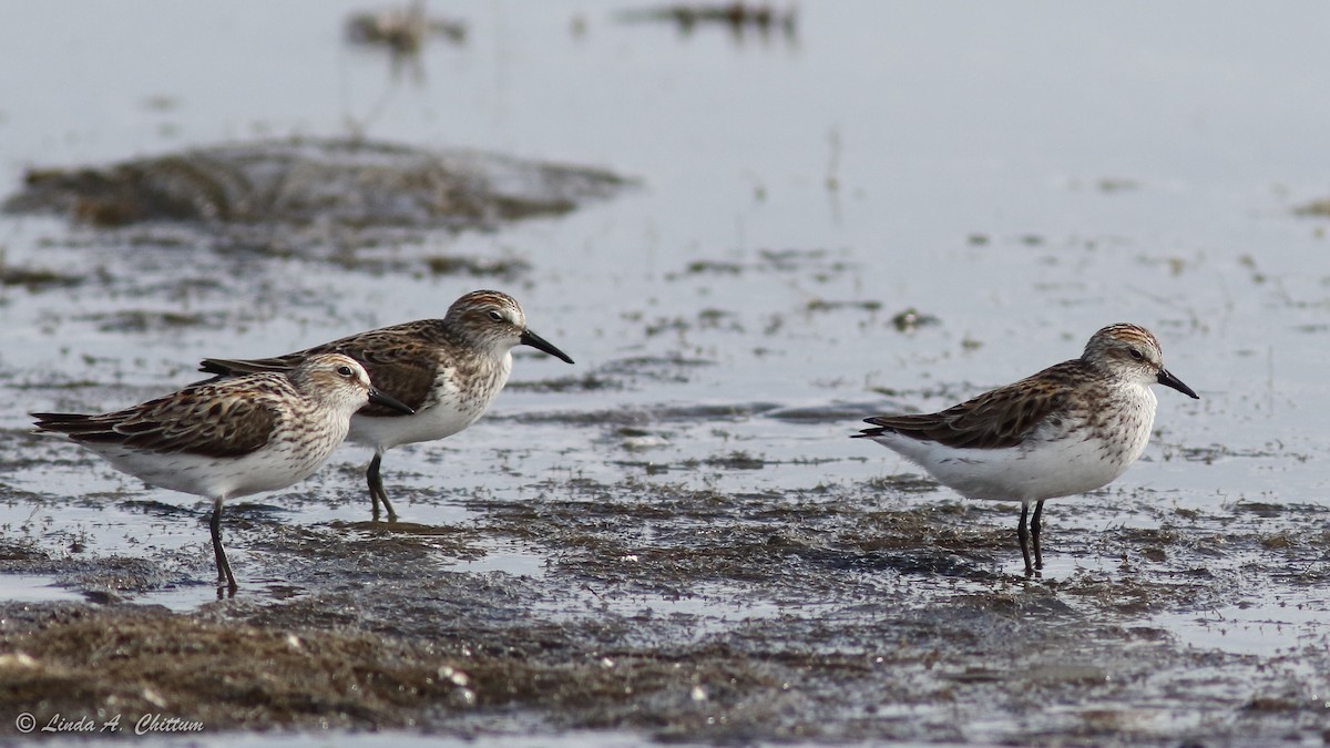 Semipalmated Sandpiper - ML647894527