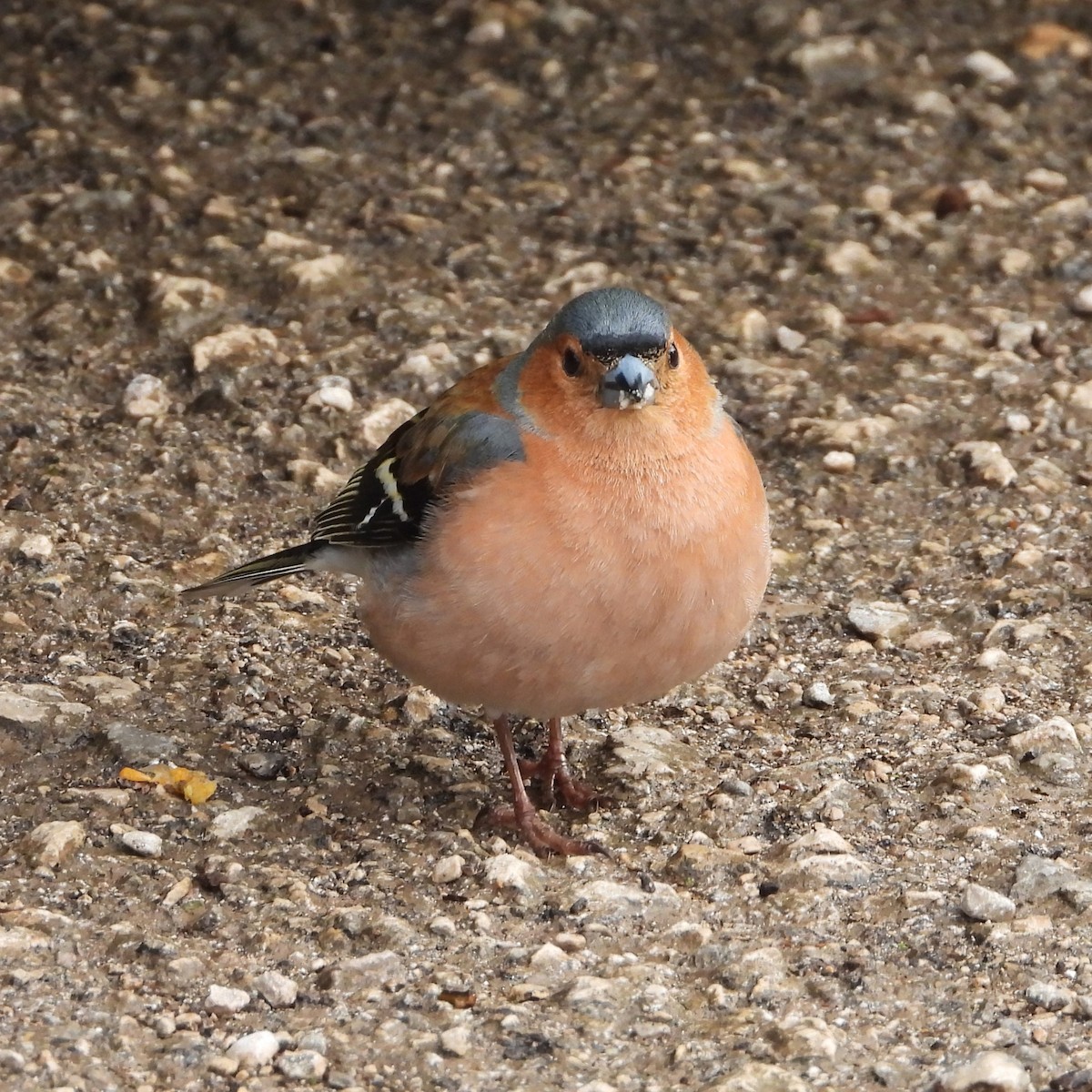 Common Chaffinch - ML647894545