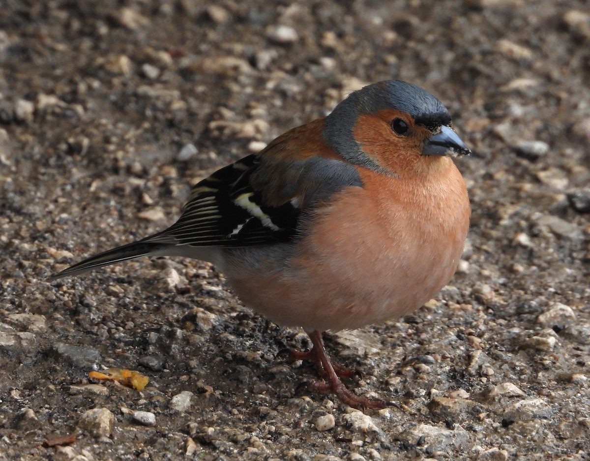 Common Chaffinch - ML647894546