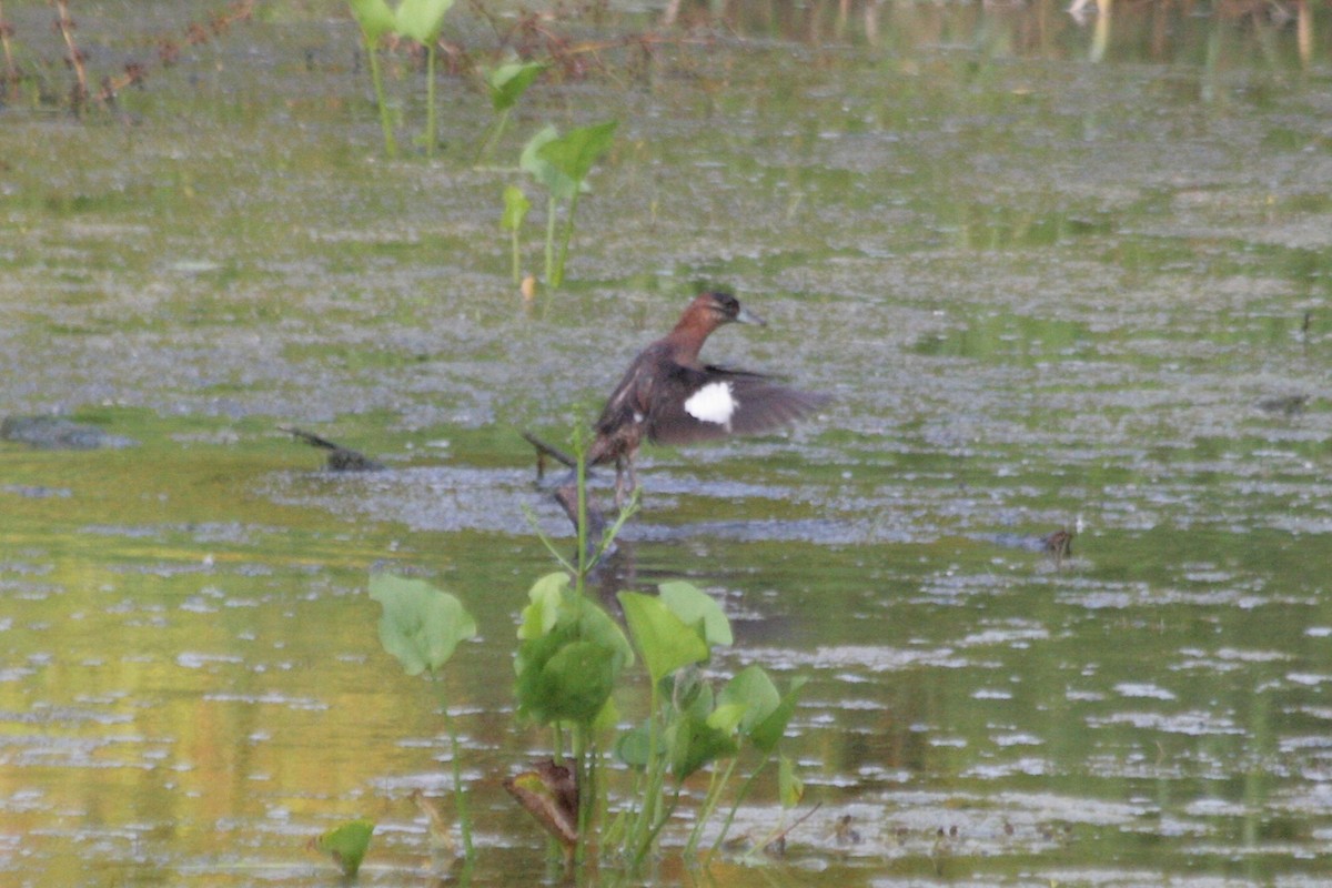 Masked Duck - ML647894551