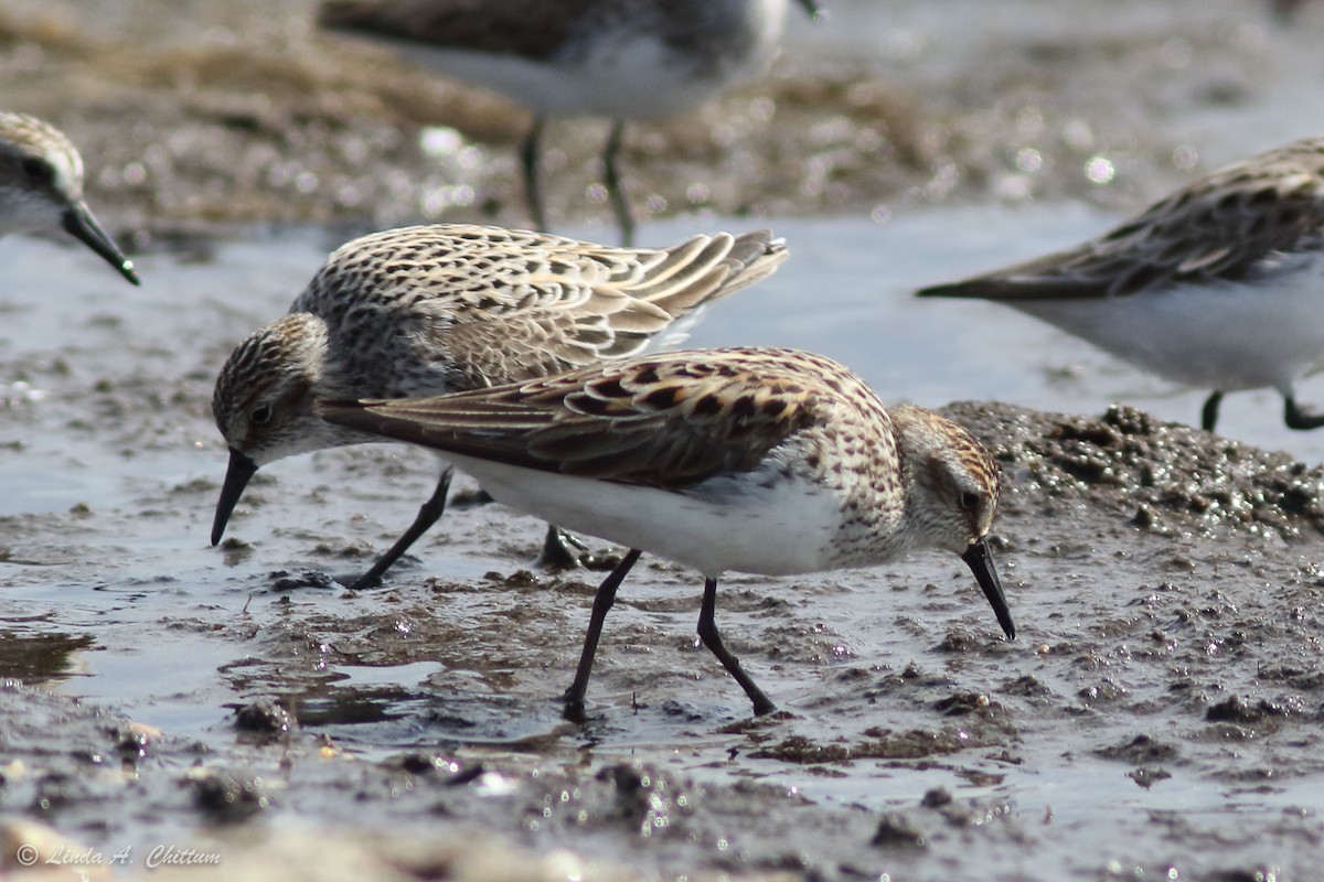 Semipalmated Sandpiper - ML647894569