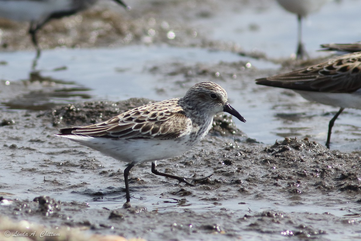 Semipalmated Sandpiper - ML647894570