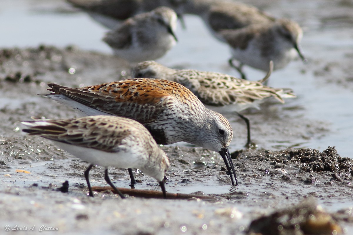 Semipalmated Sandpiper - ML647894571