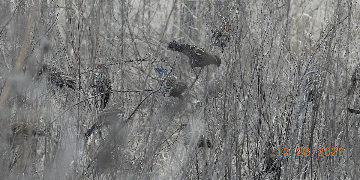 Red-winged Blackbird - ML647894576