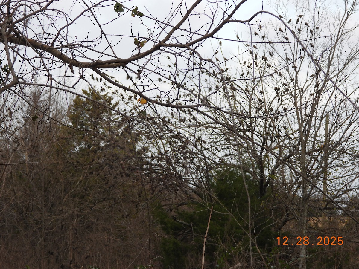 Red-winged Blackbird - ML647894577