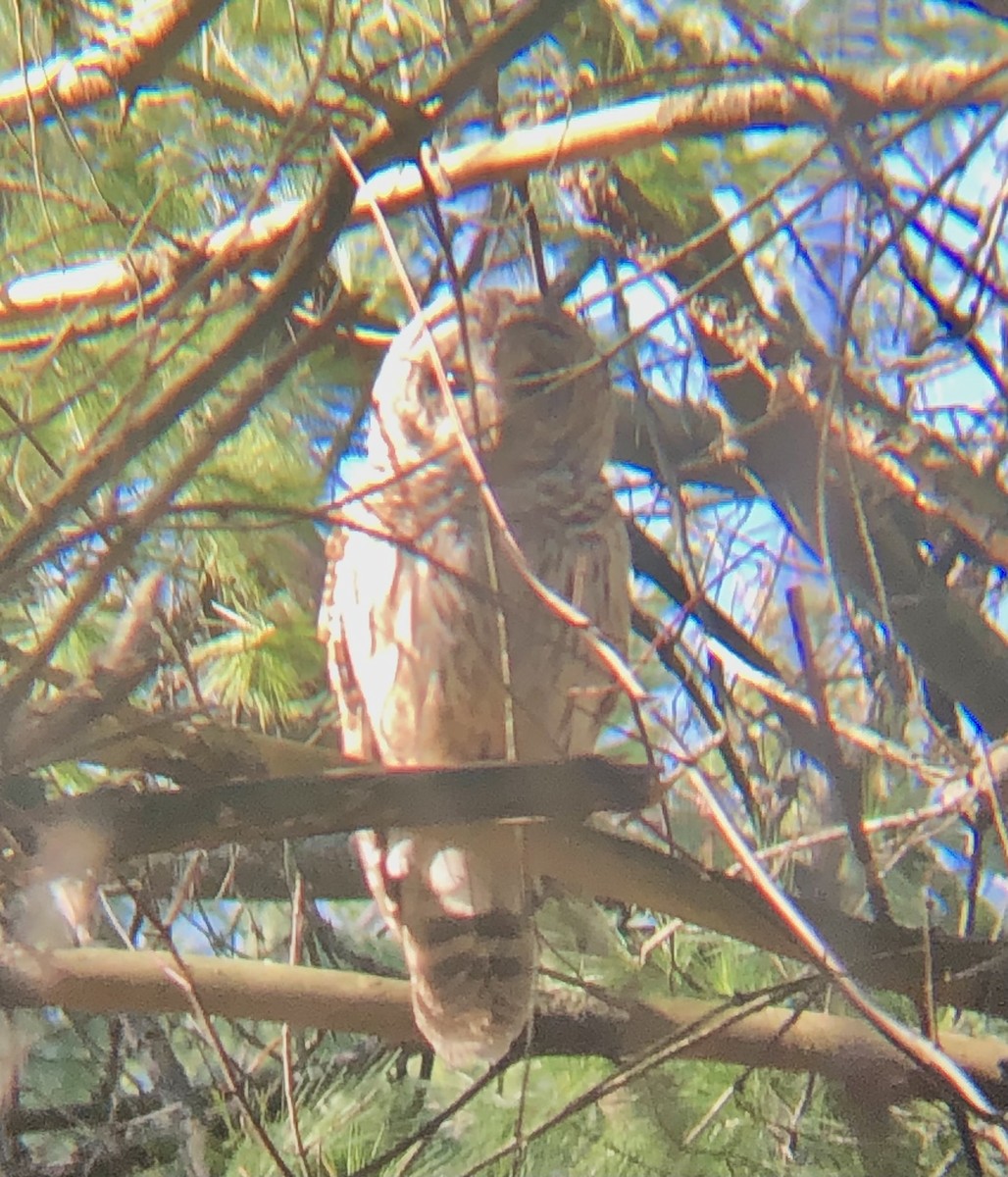 Barred Owl - ML647894580