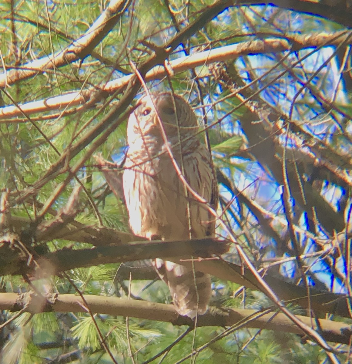 Barred Owl - ML647894581