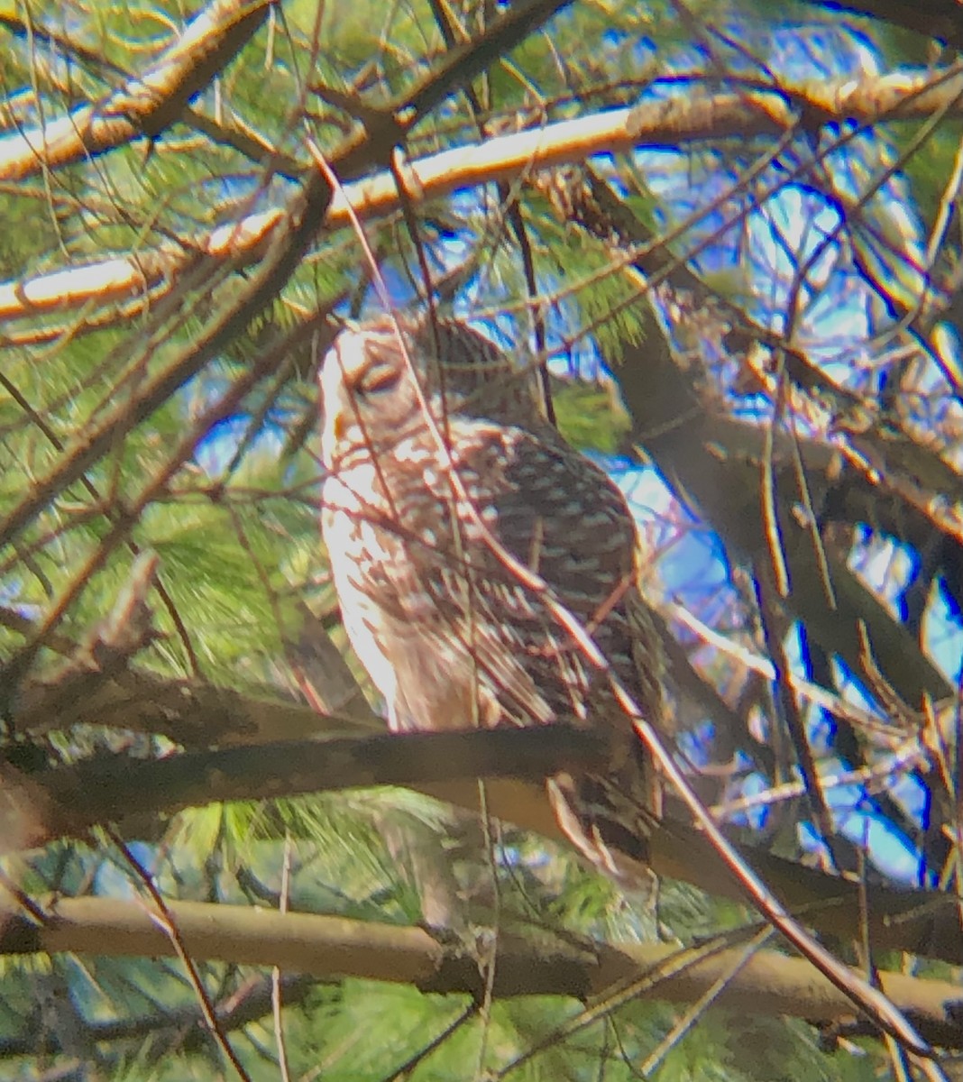 Barred Owl - ML647894582