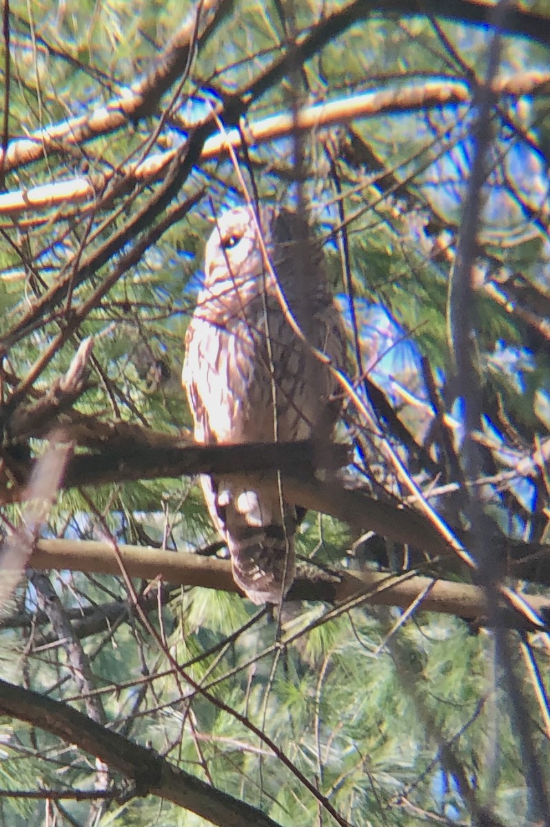 Barred Owl - ML647894583