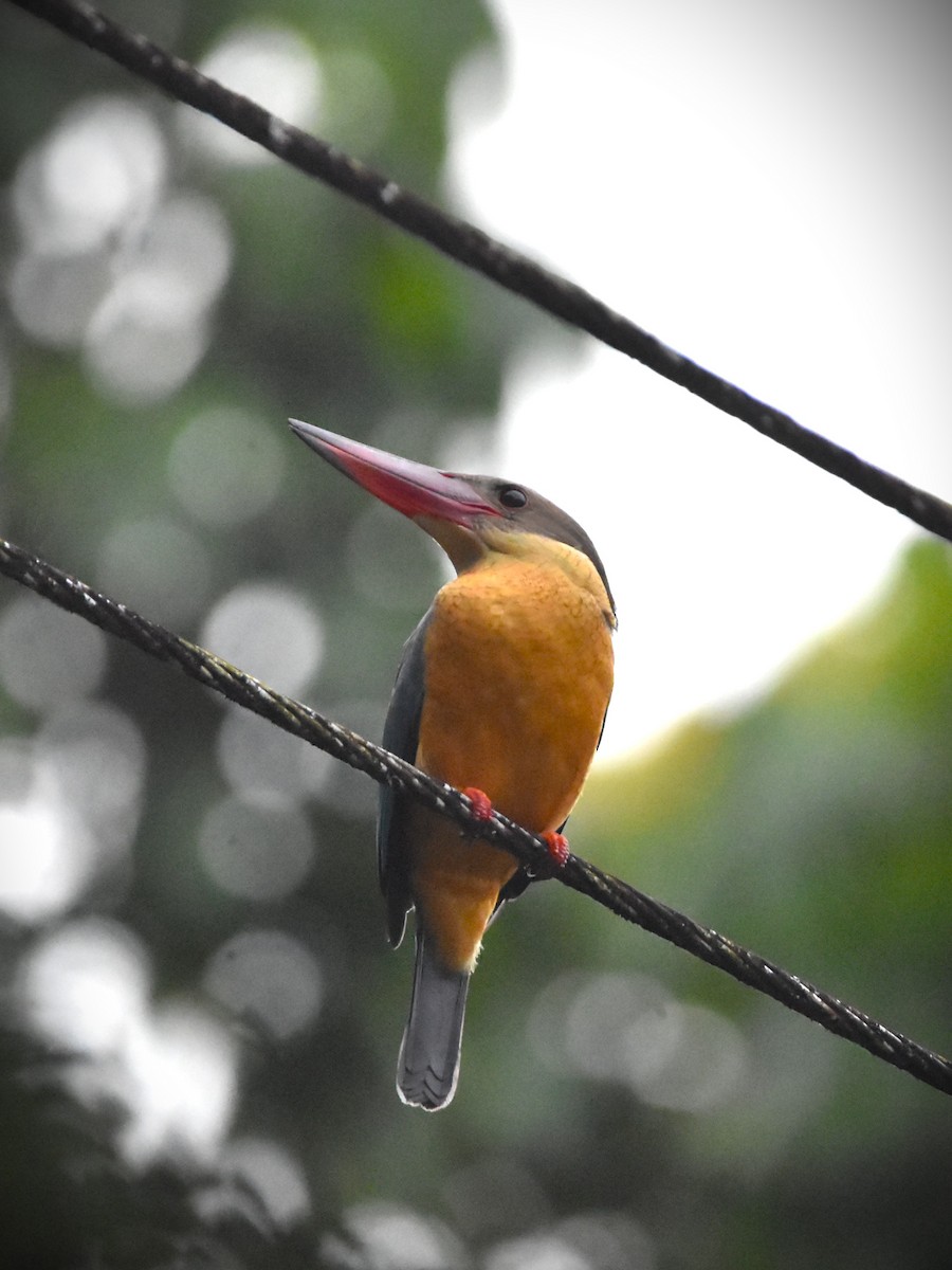 Stork-billed Kingfisher - ML647894587