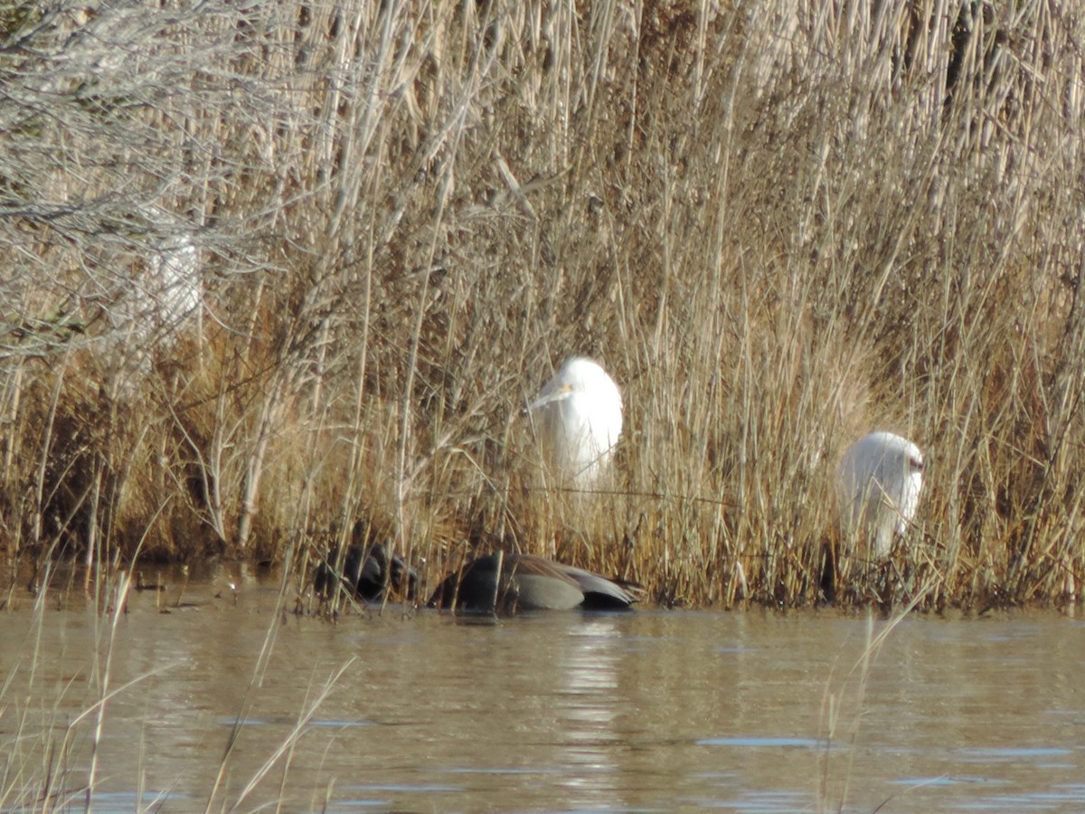 Snowy Egret - ML647894588