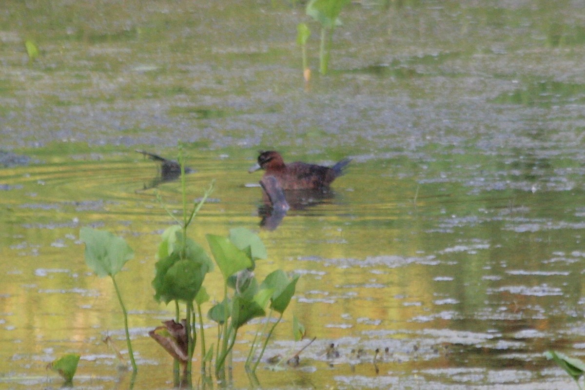 Masked Duck - ML647894589