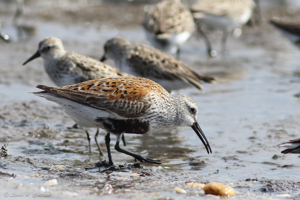 Txirri arrunta - ML647894590