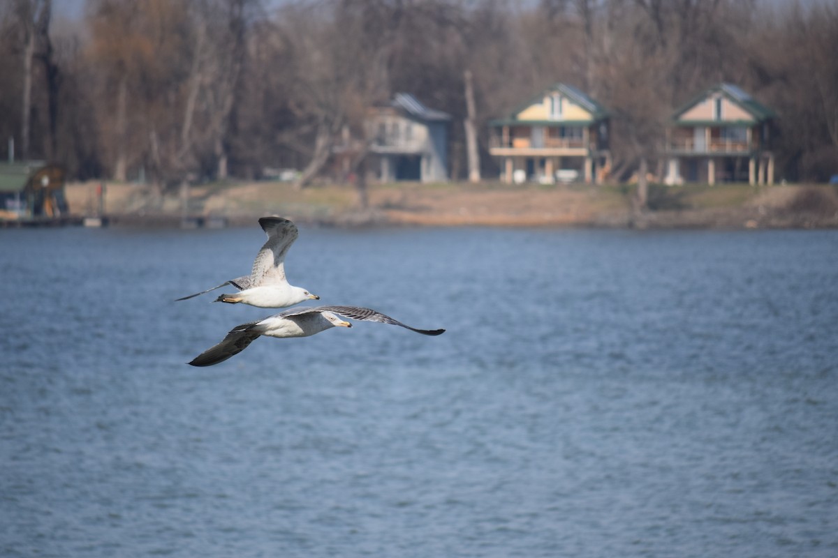 Kaioa sp. - ML647894592