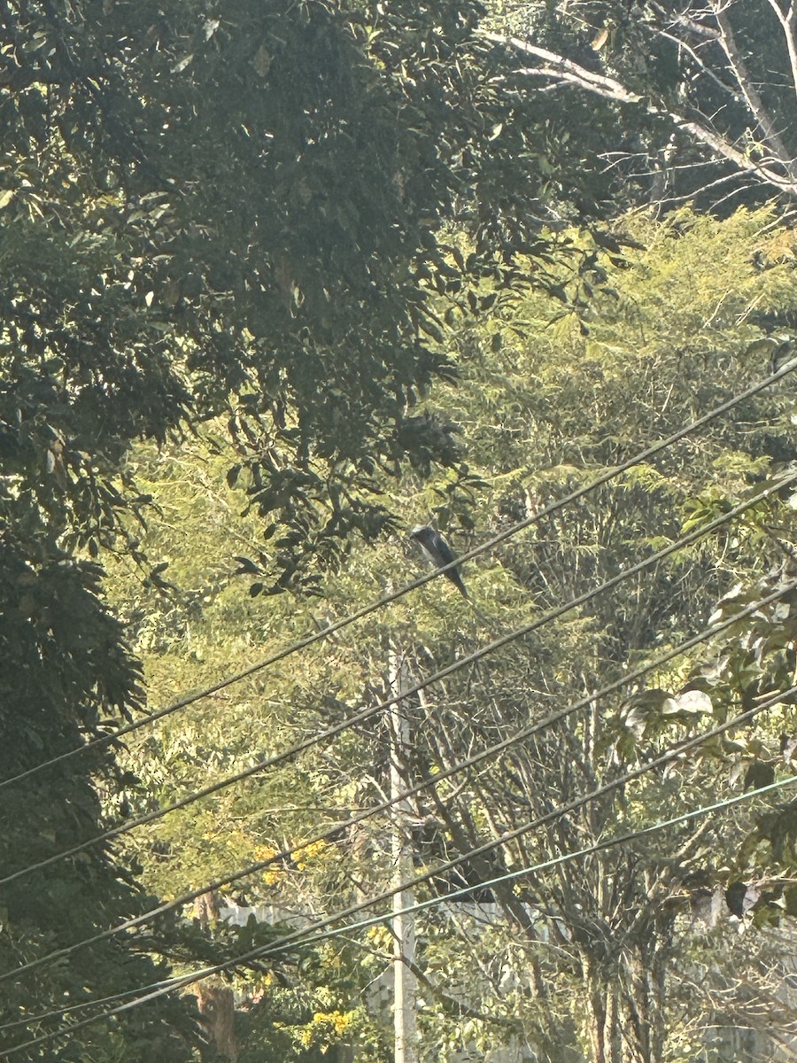 Ashy Drongo - ML647894593