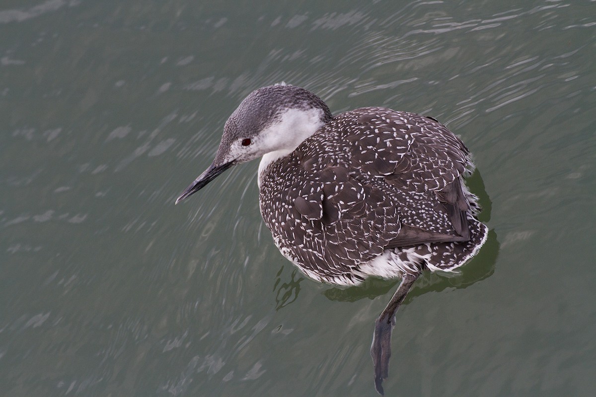 Aliota txikia - ML647894594