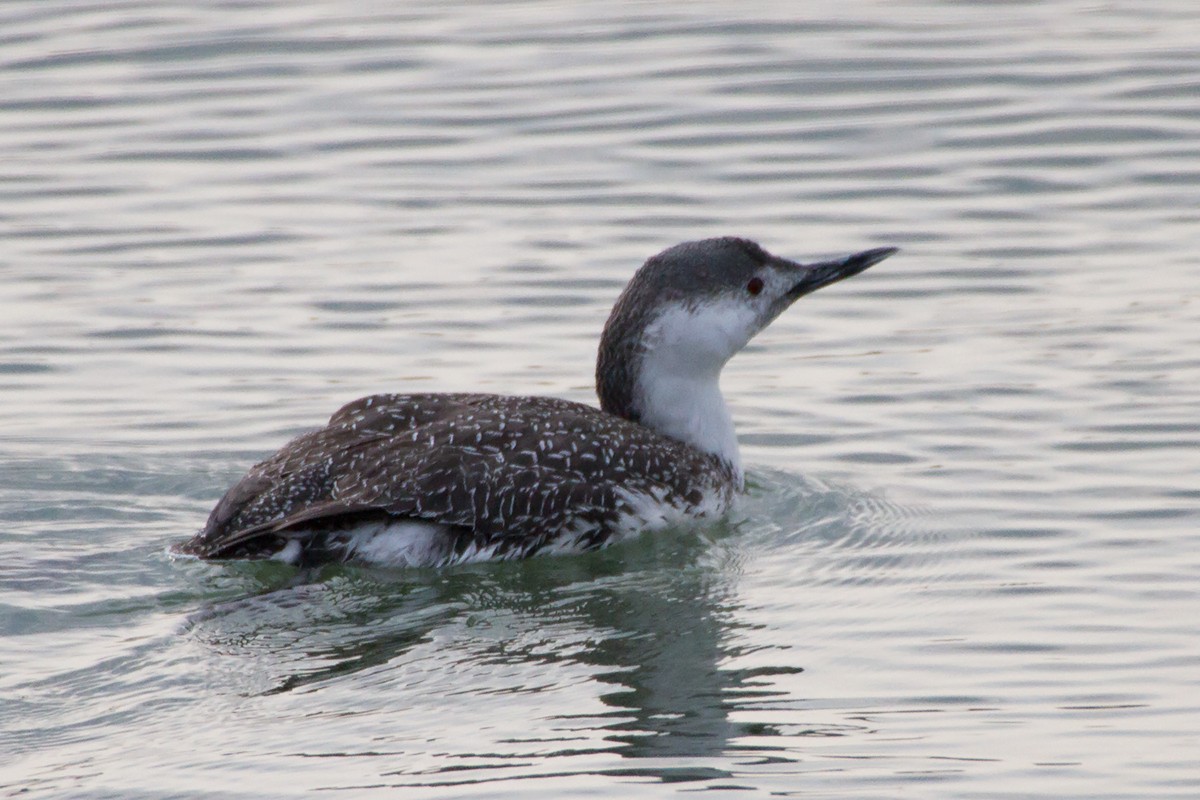 Aliota txikia - ML647894595