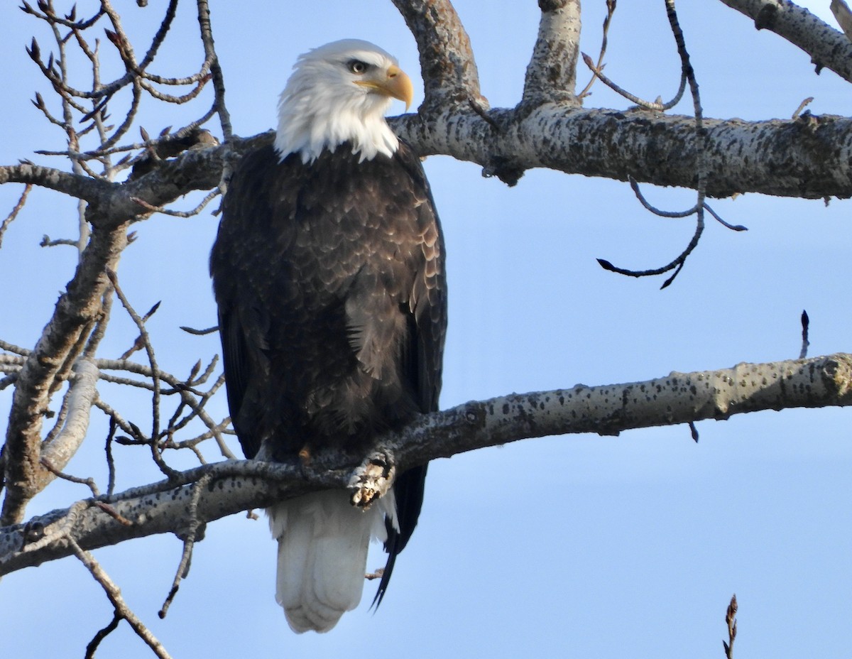 Itsas arrano buruzuria - ML647894596