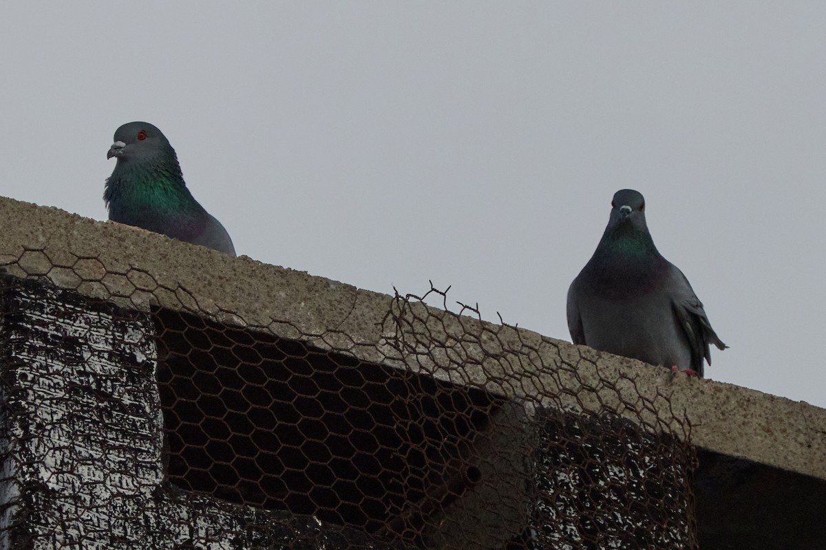 Haitz-usoa (etxekoa) - ML647894597