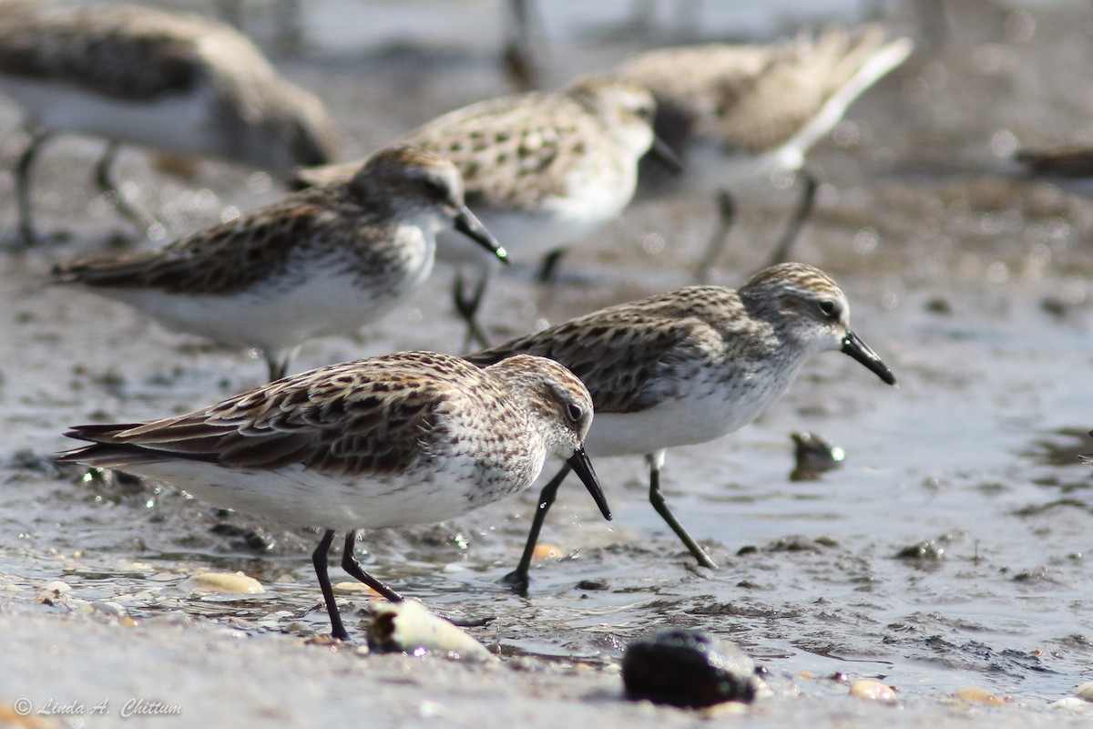 Txirri erdipalmatua - ML647894598