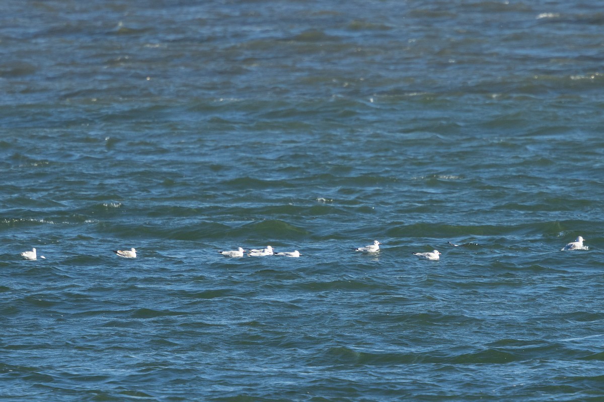 Antxeta mokogorria - ML647894599