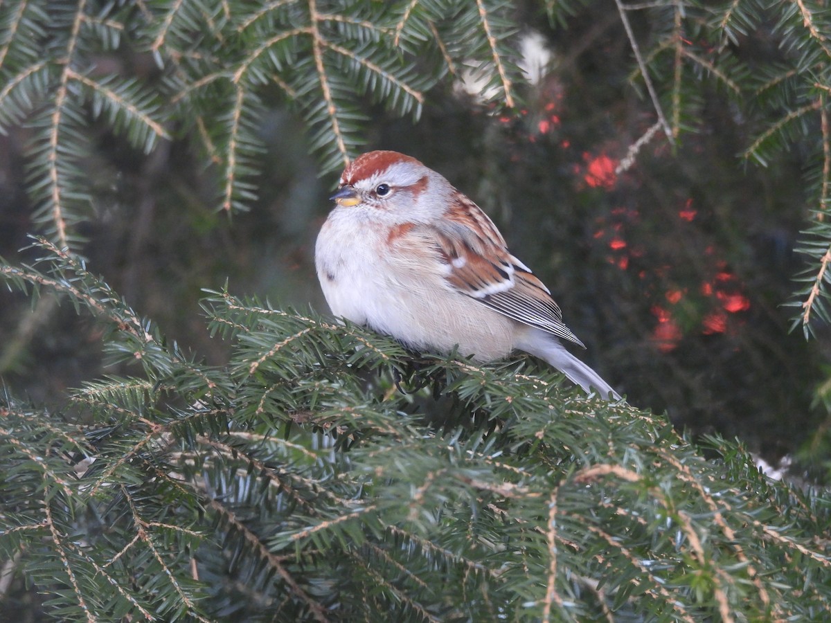 American Tree Sparrow - ML647894600