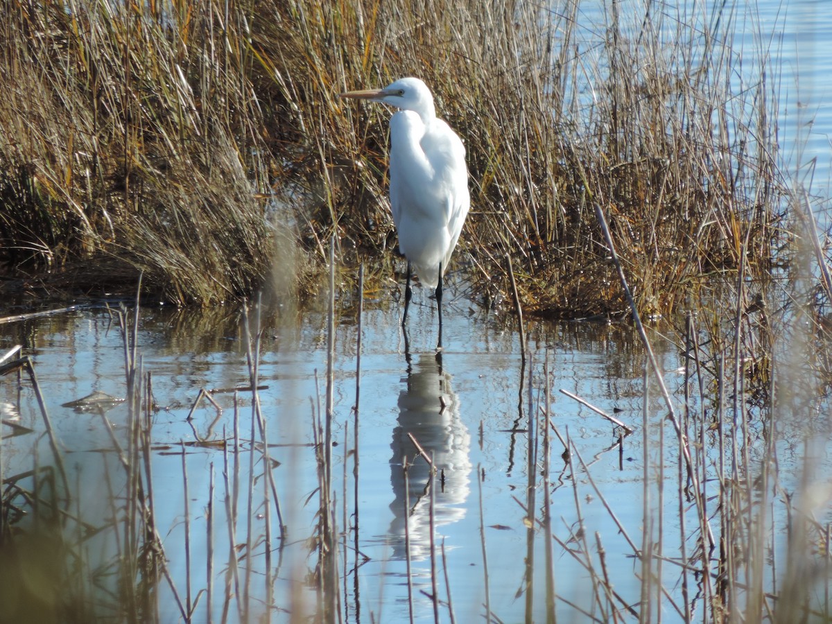 Koartza zuria - ML647894602