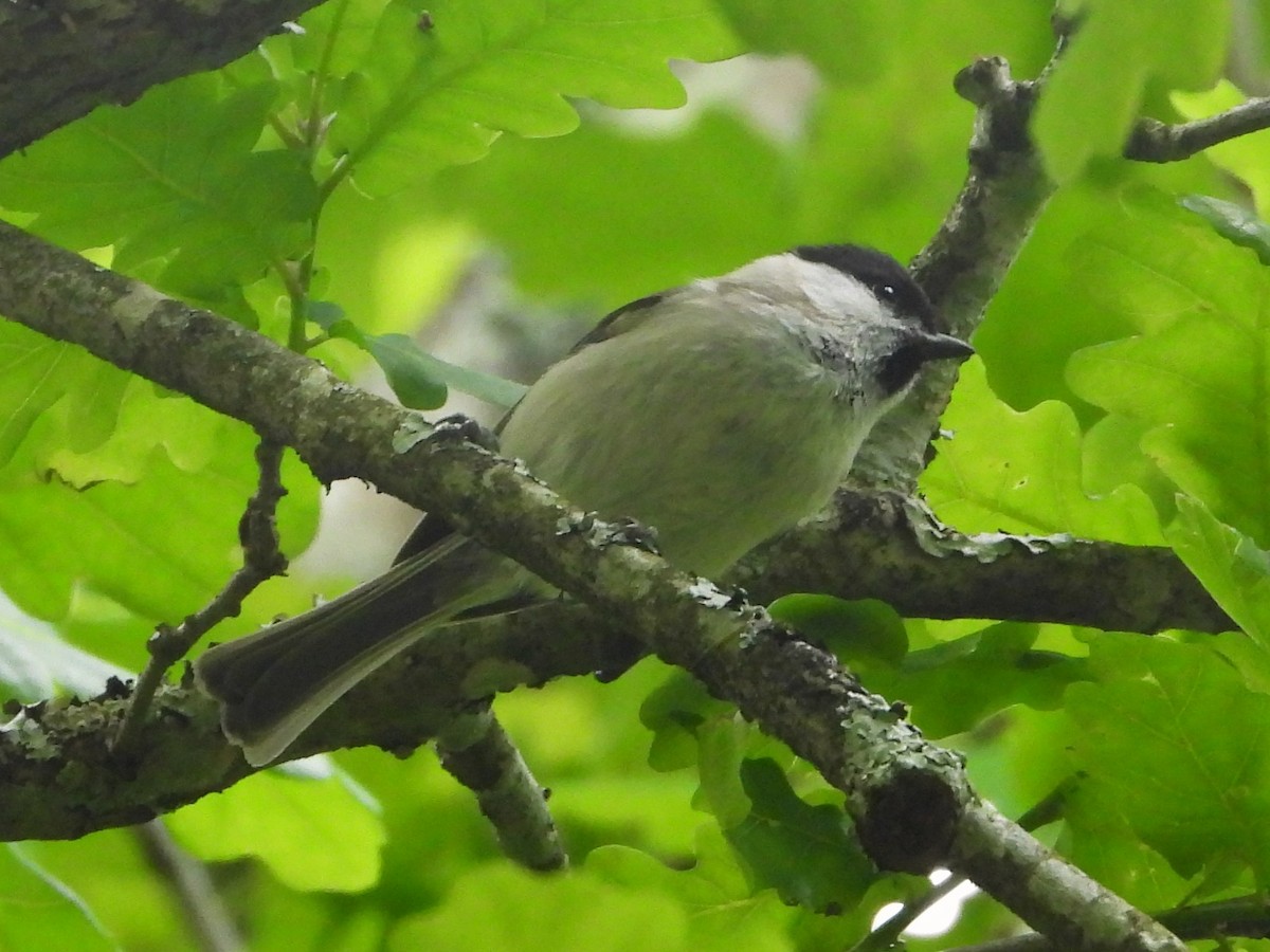 Kaskabeltz txikia - ML647894603