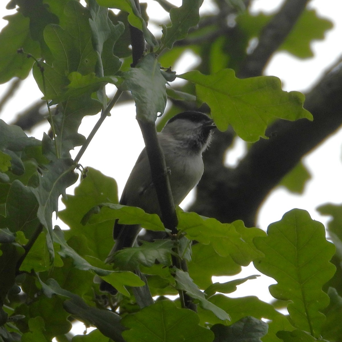 Kaskabeltz txikia - ML647894604